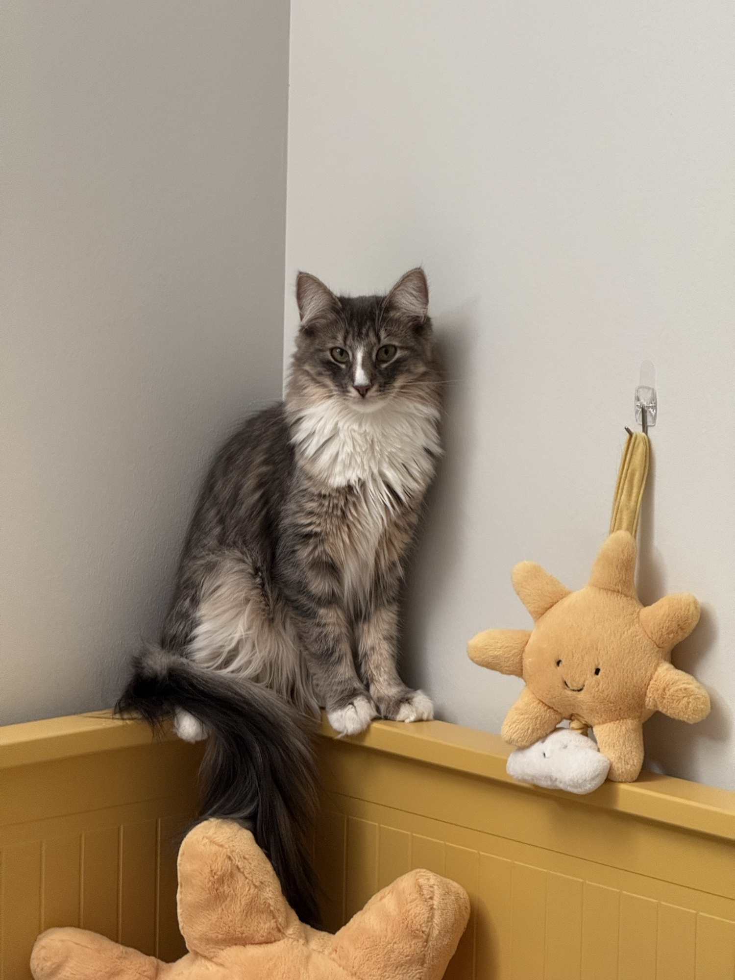 Portrait of Mabu, a long-haired silver-tabby Norwegian Forest Cat with a white chest and a fluffy plume tail, sitting on a yellow shelf.