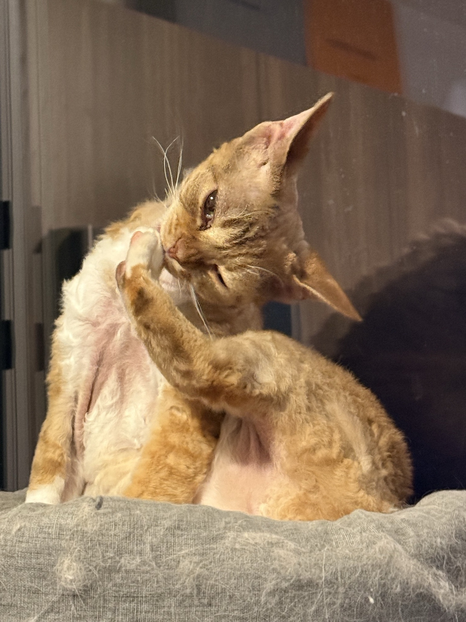 Portrait of Peanut, a short-haired curly-coated ginger Devon Rex with very large pointed ears.