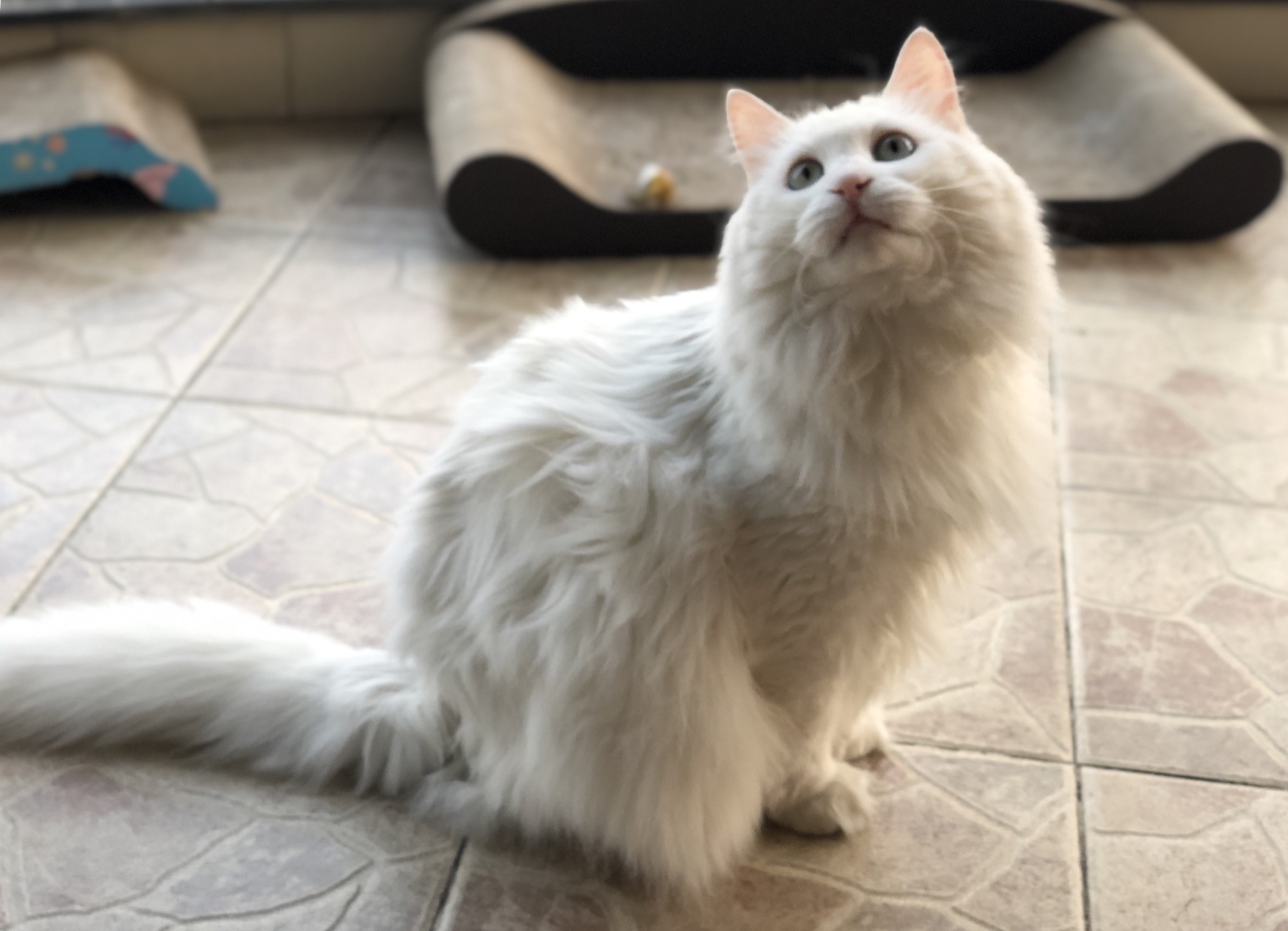Portrait of 张三, a pure white long-haired Linqing Lion-Cat with pale eyes, large tufted ears, and a magnificent plume tail.